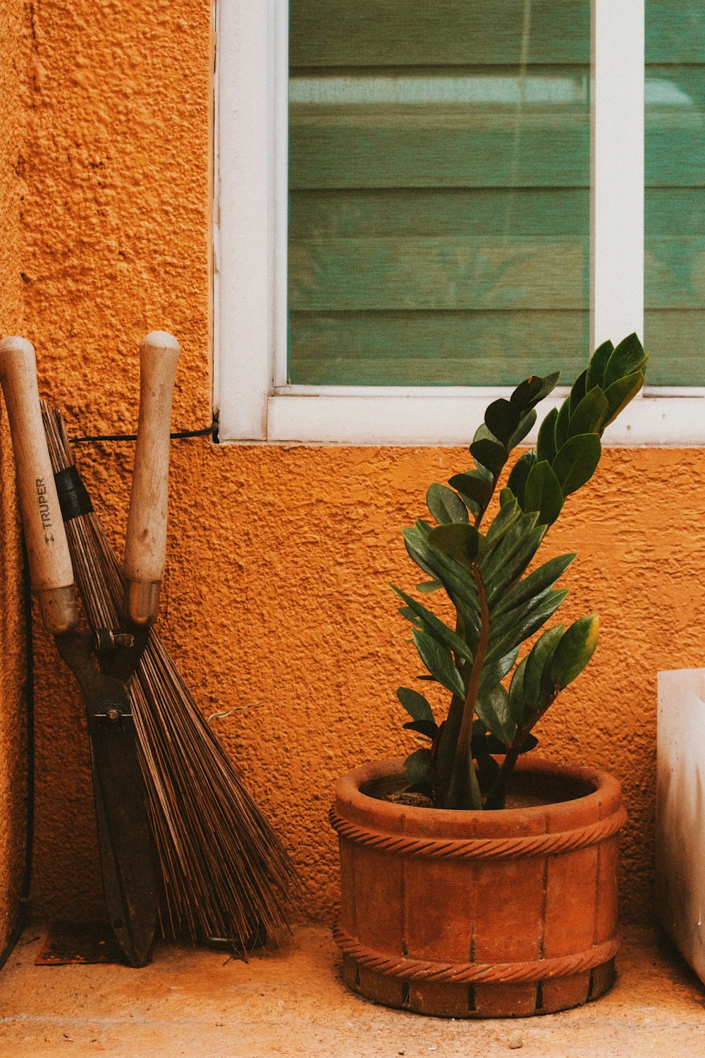 green-leafed plant in pot near window