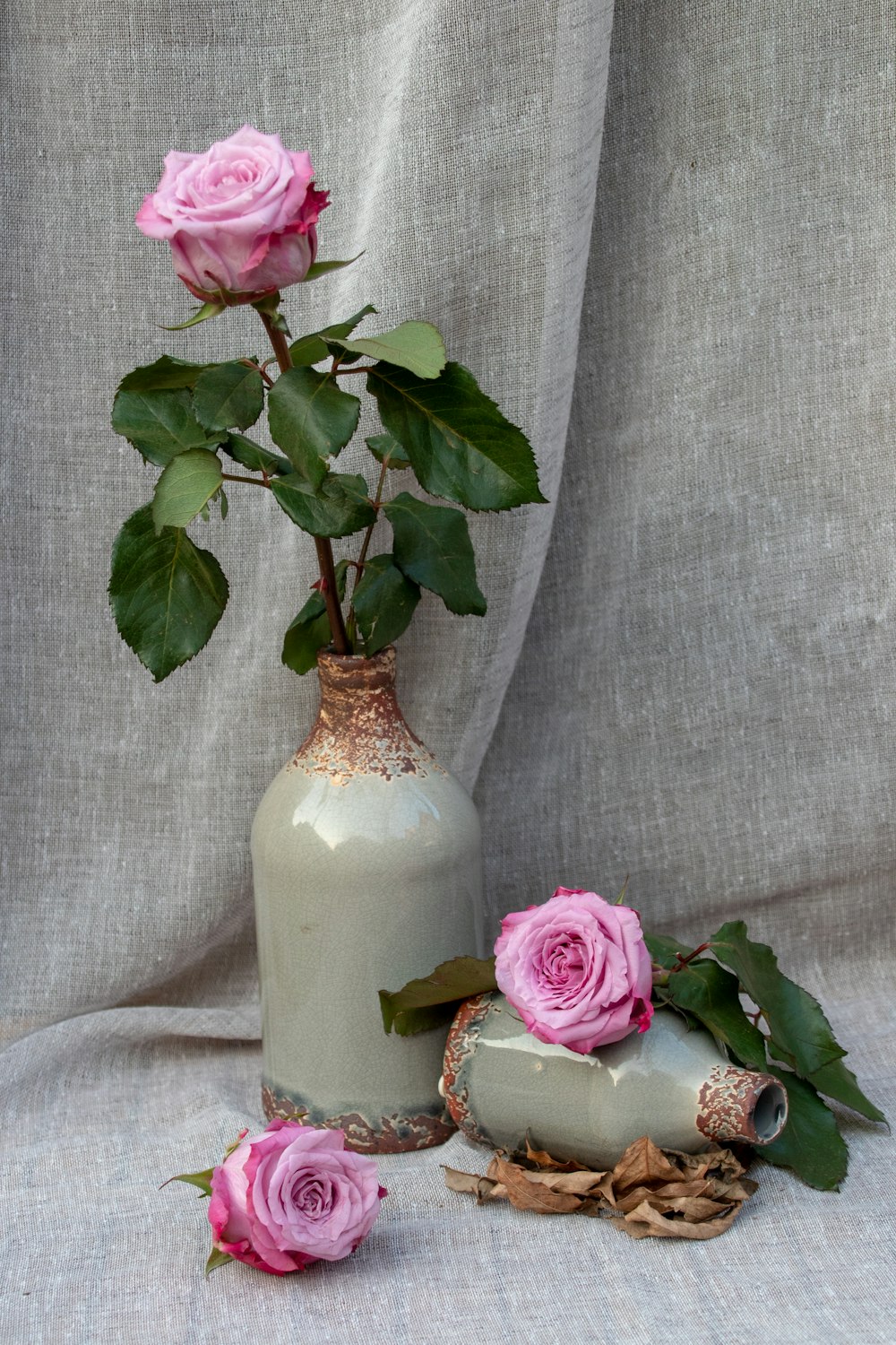 pink rose flowers