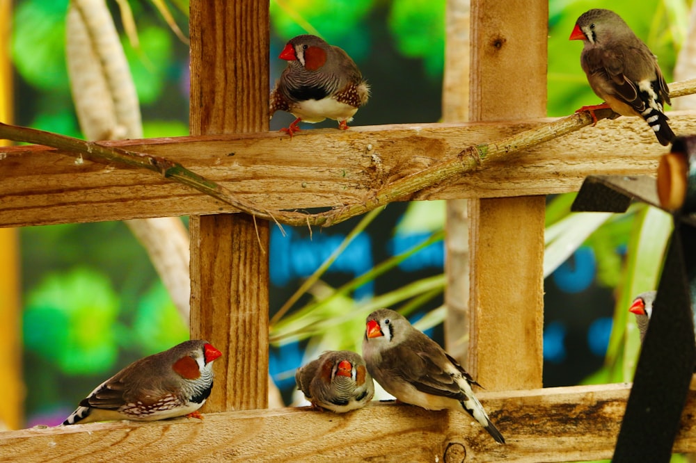 five brown birds on brown wooden frame