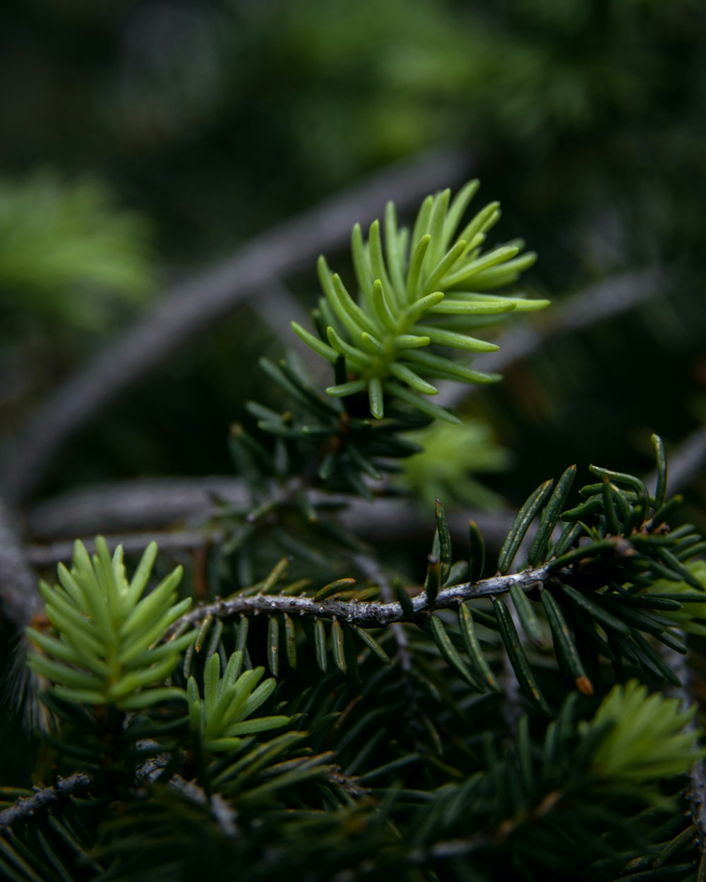 green pine tree