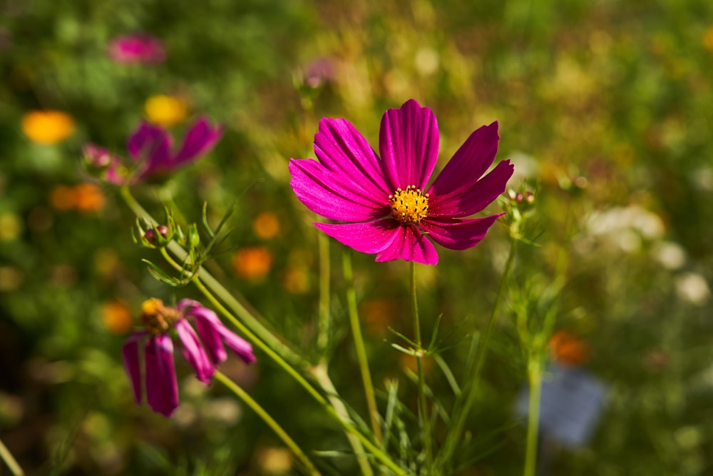 purple petaled flowers