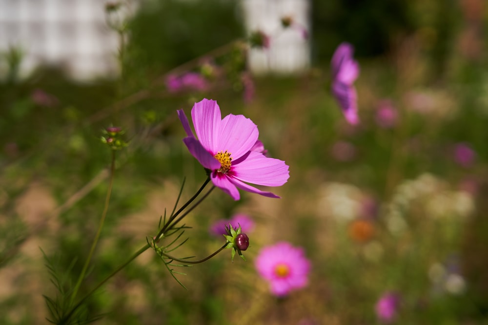 pink-petaled flower