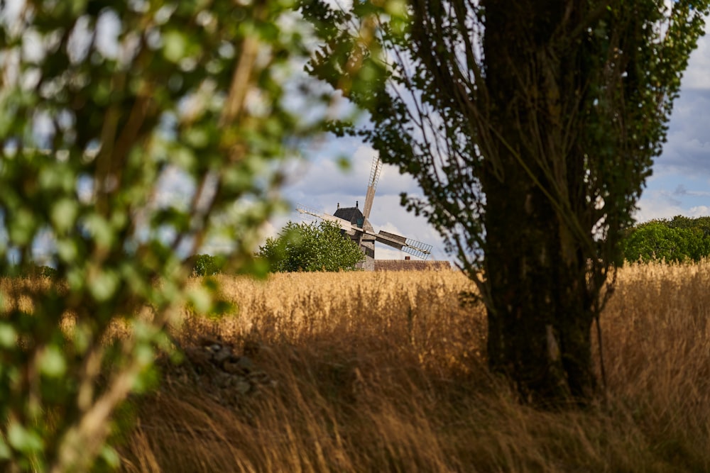 green-leafed plants and brown tall grass