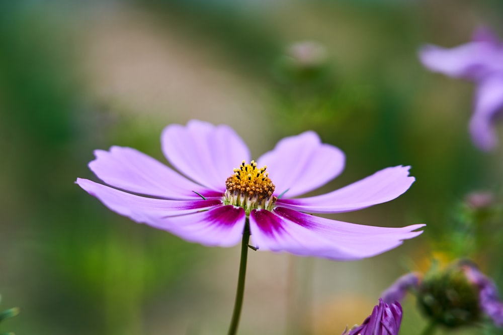 purple flower in bloom