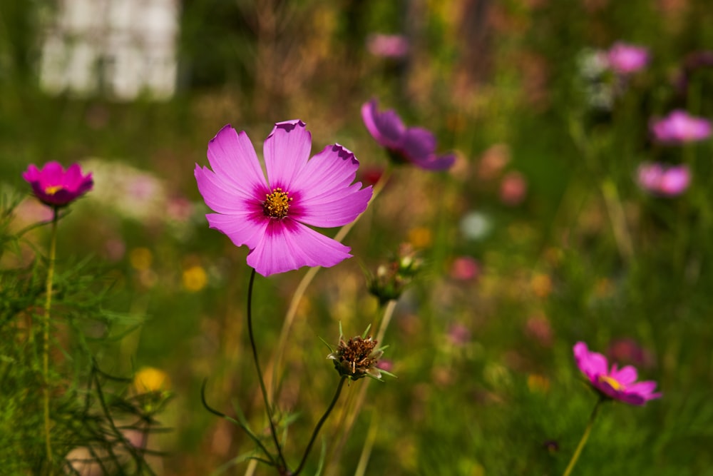 pink petaled flower