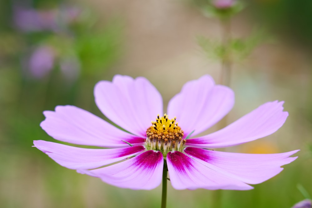 selective focus photography of purple petaled flower