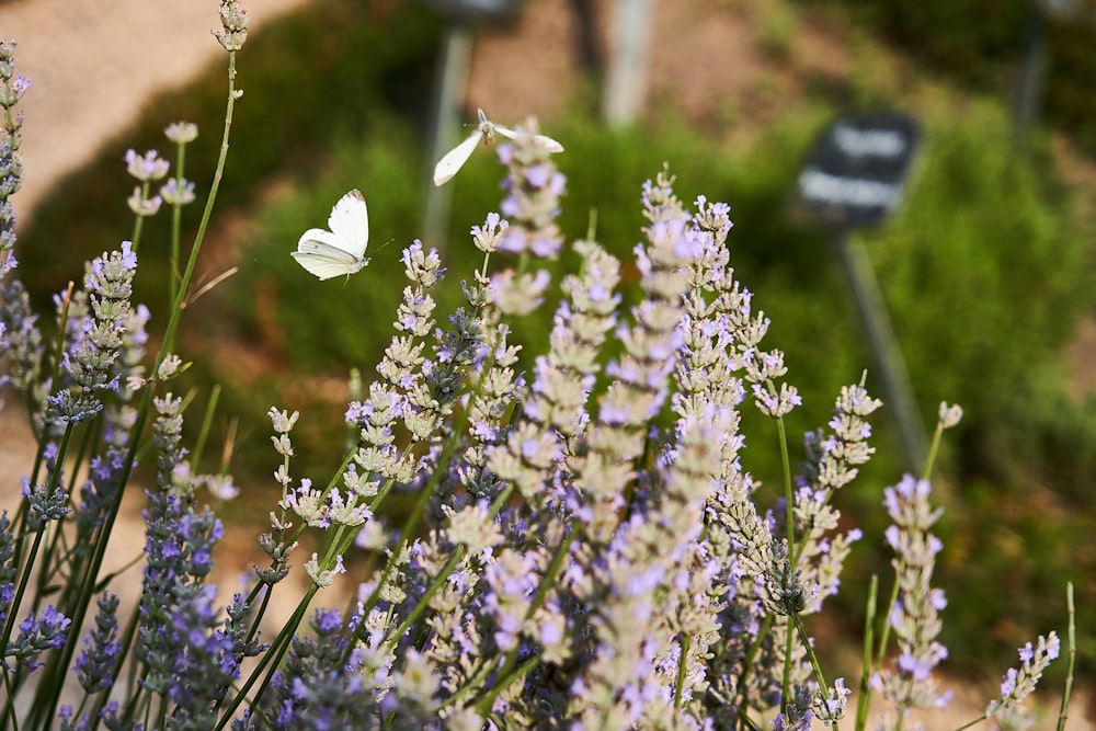 white petaled flowers