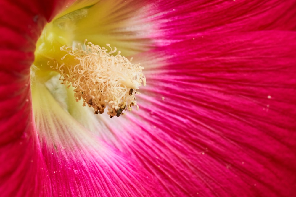 red petaled flower