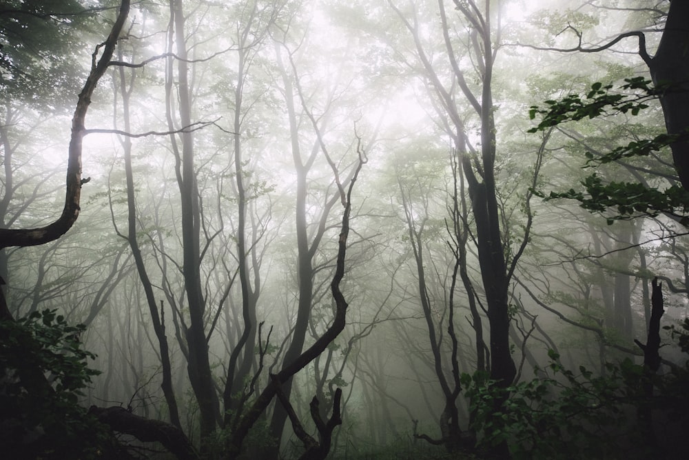 alberi senza foglie