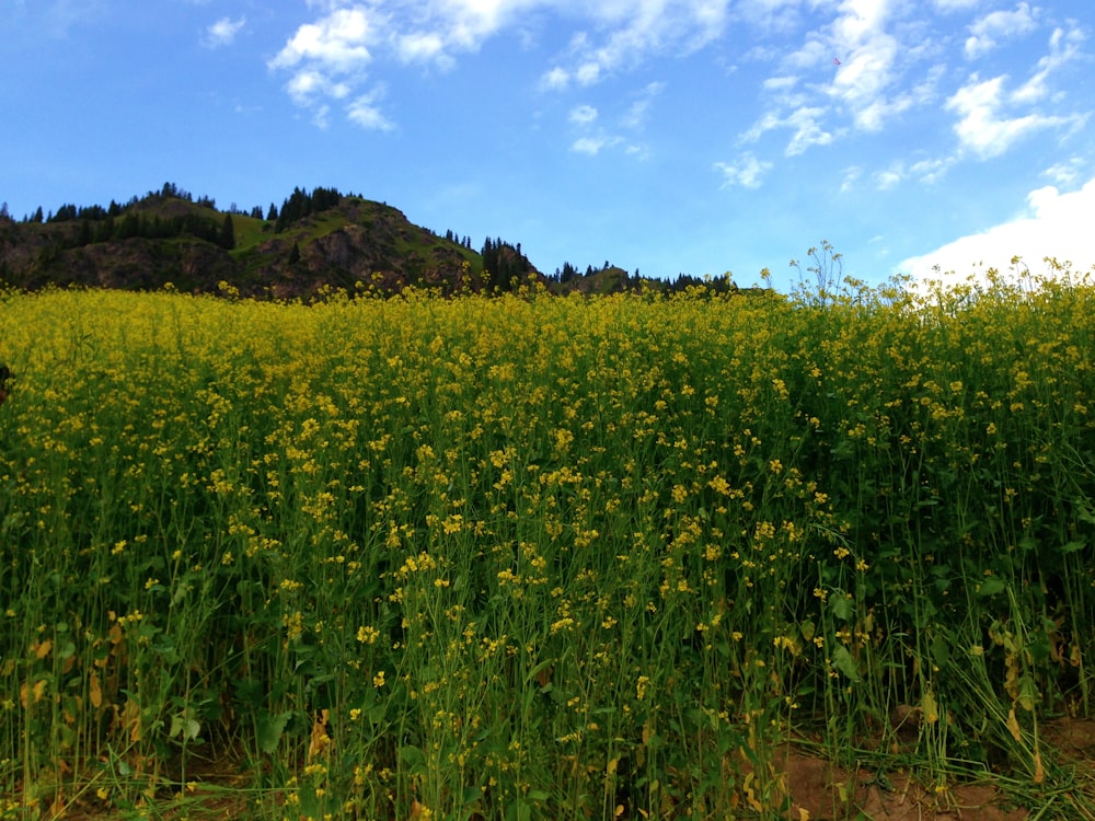 a field full of yellow flowers under a blue sky