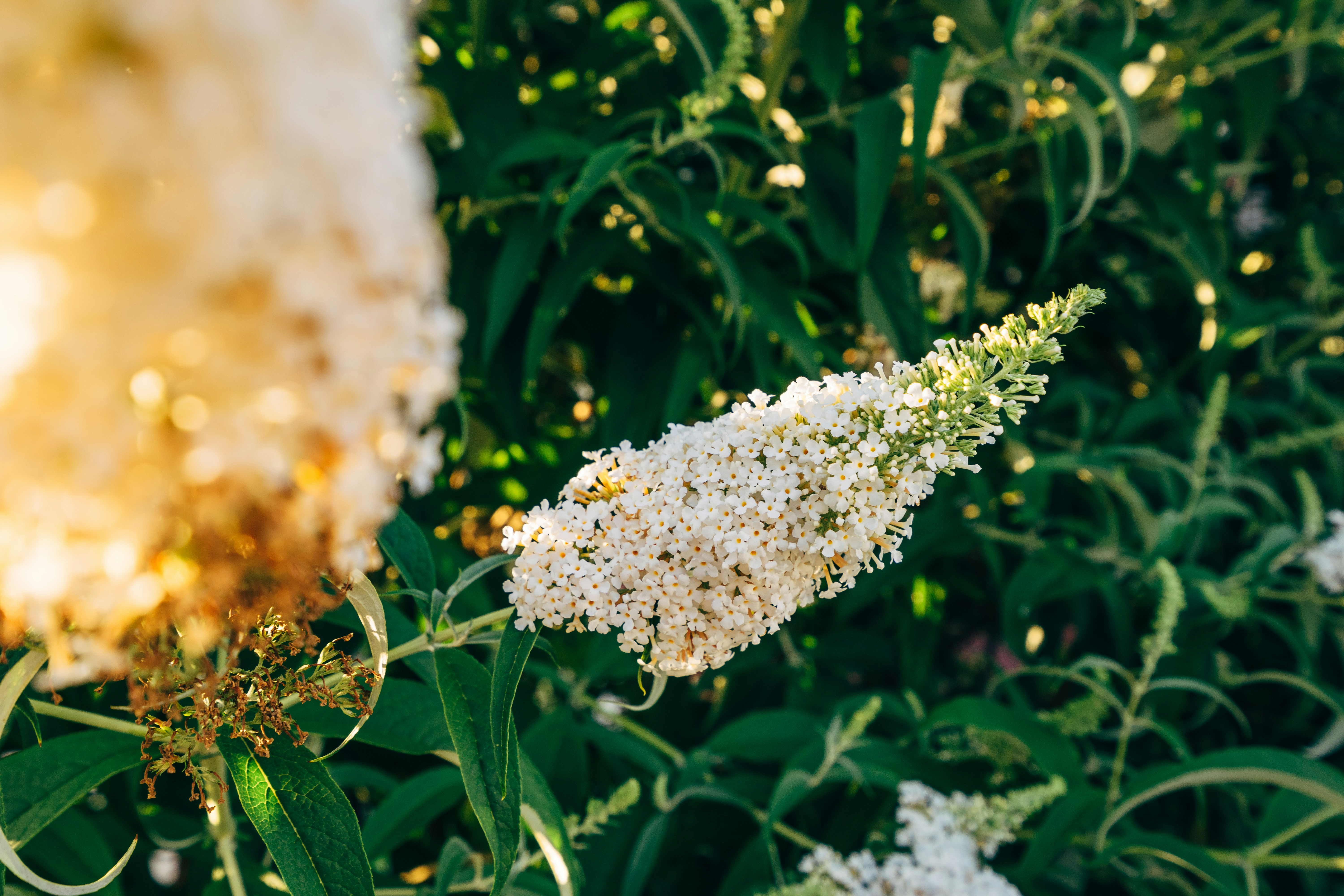 Photo by markuswinkler