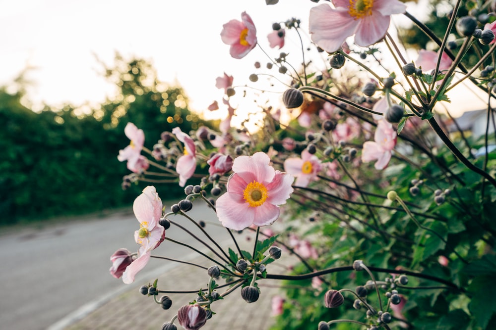 fleur de cerisier rose