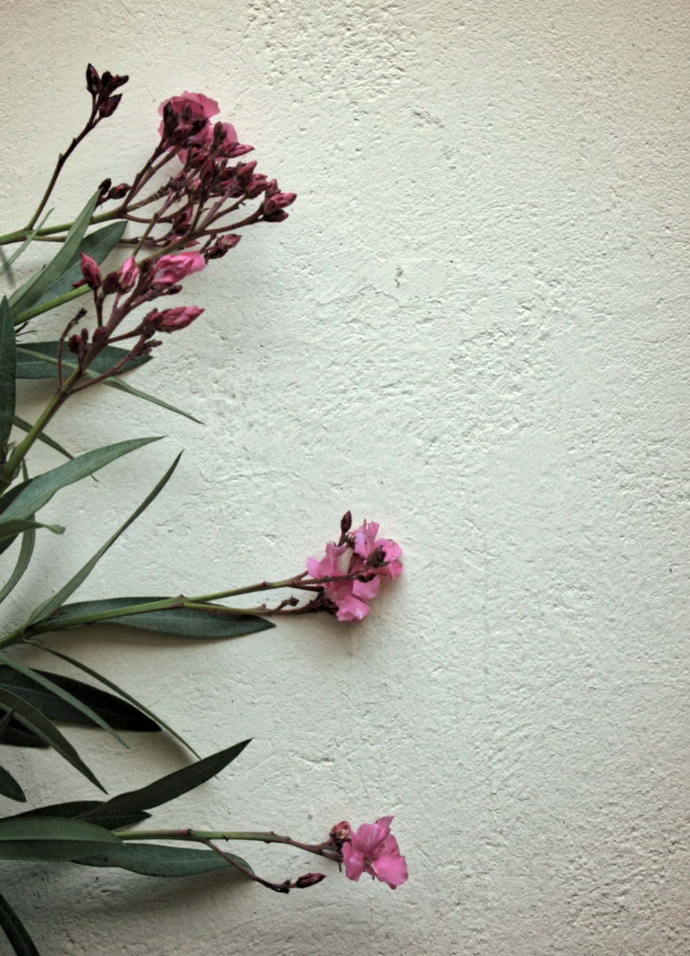 pink petaled flower