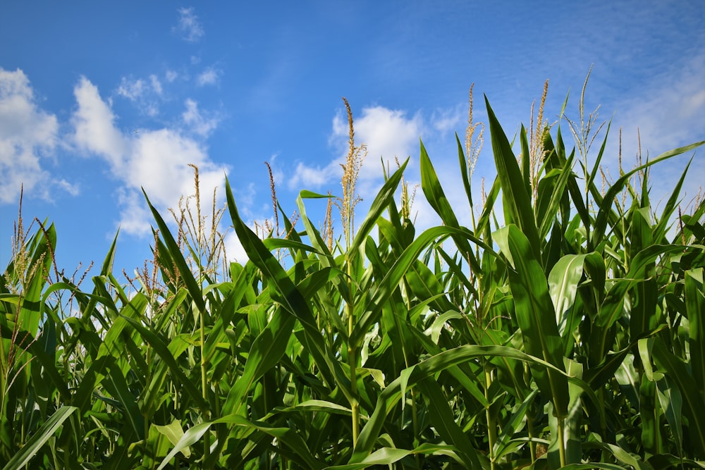 corn field