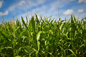 Green corn crops beneath a blue sky