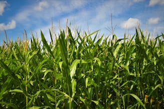 green grass