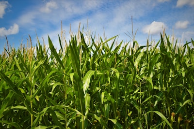 green grass