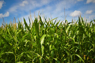 green grass