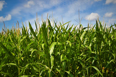 green grass