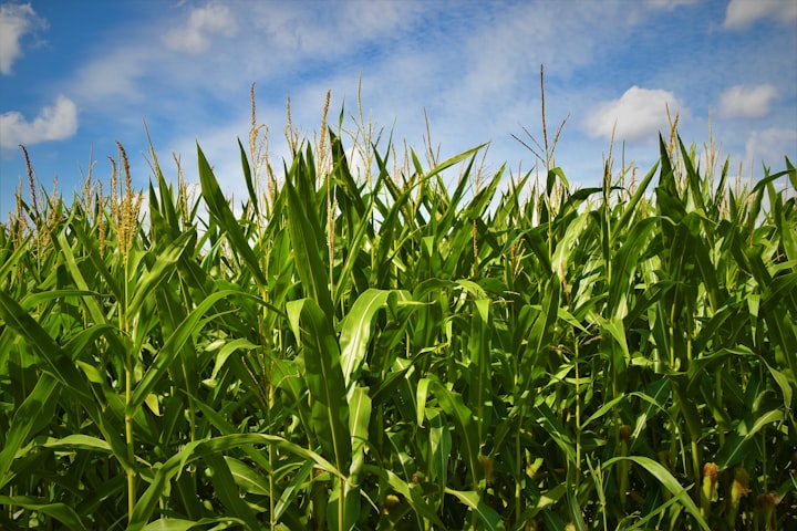 Thew Corn Field