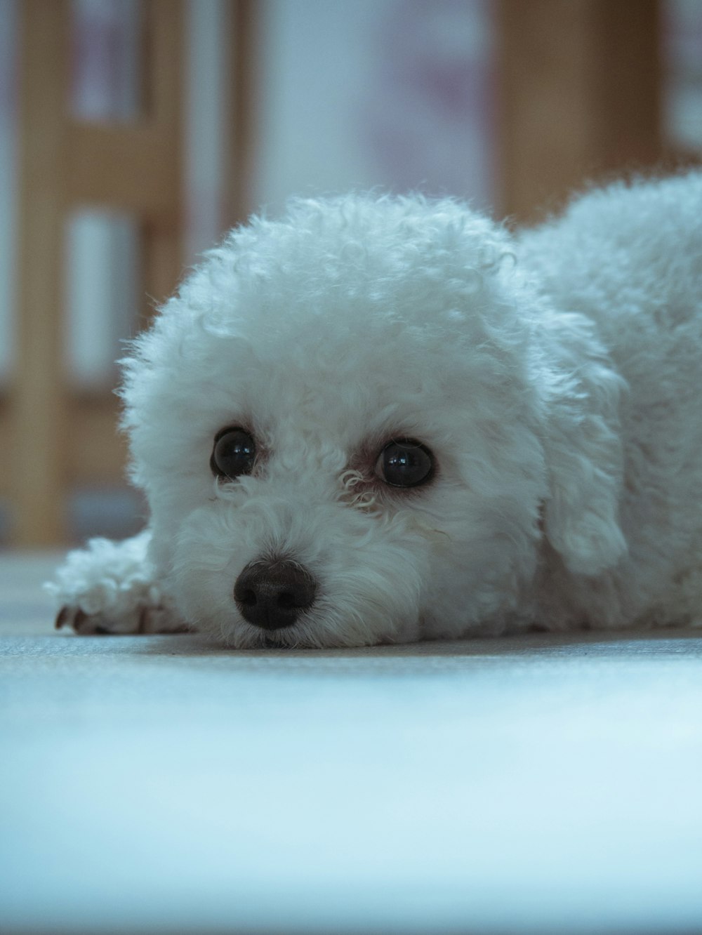 床に横たわる白い犬