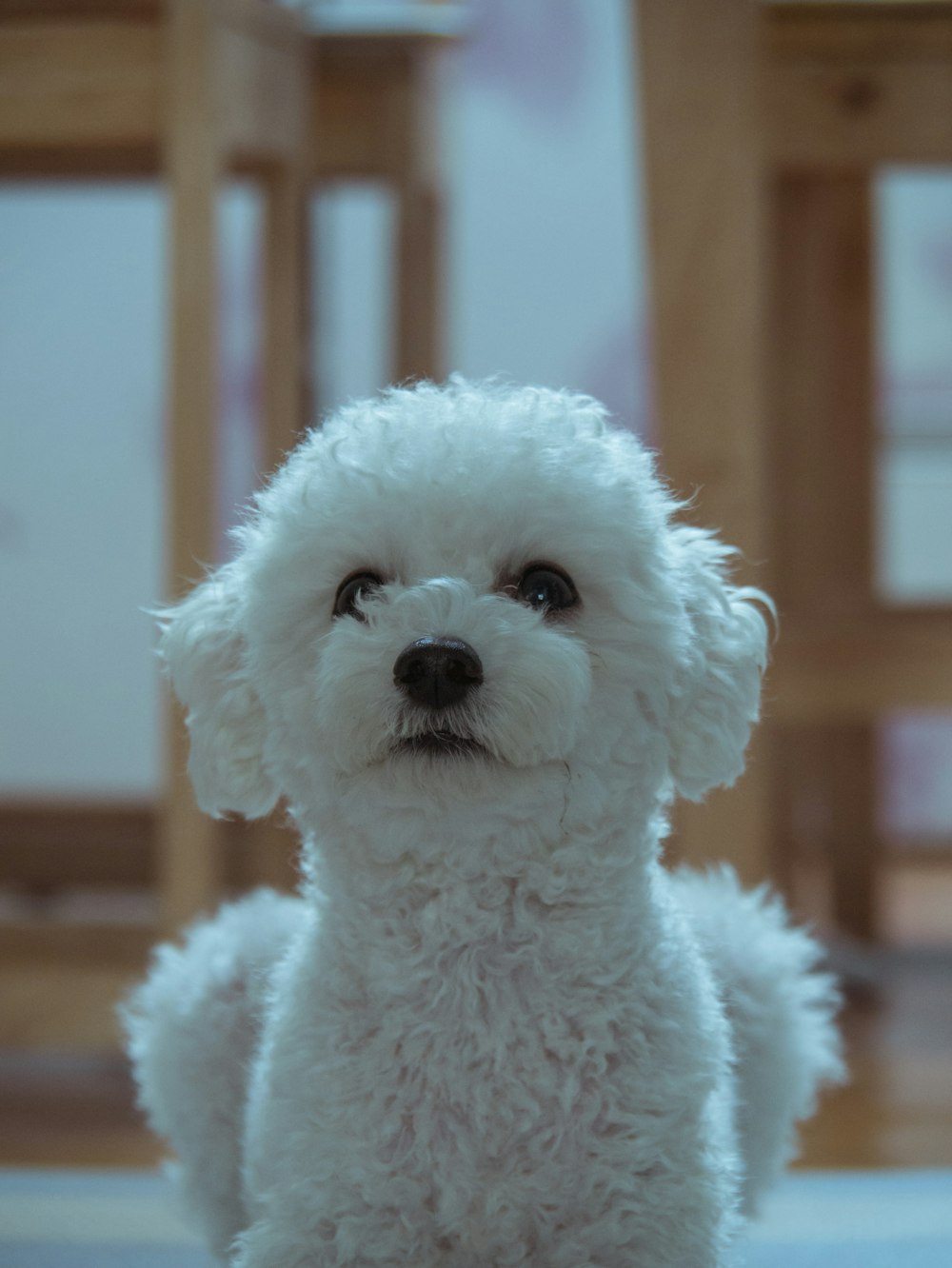 cão branco de pelo longo