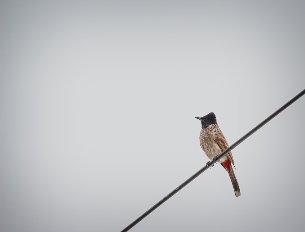 Vogel sitzt auf Kabel