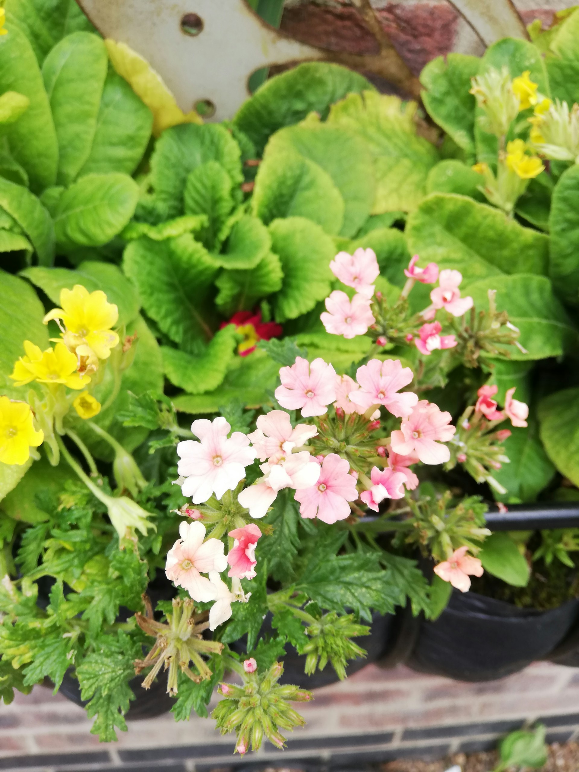woman wearing yellow long-sleeved dress under white clouds and blue sky during daytime