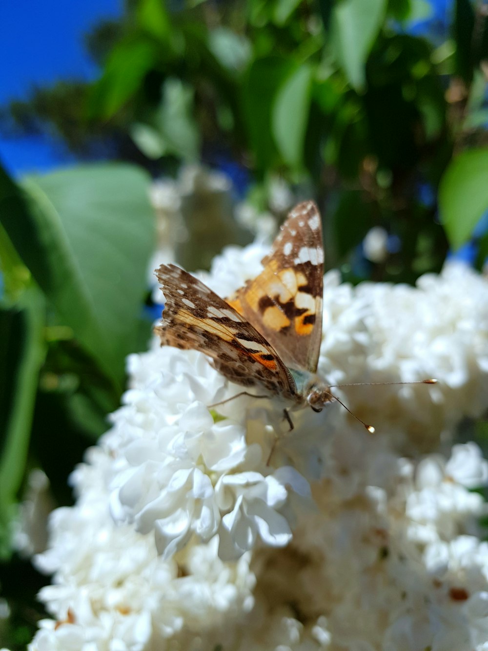 mariposa marrom buscada em flores brancas