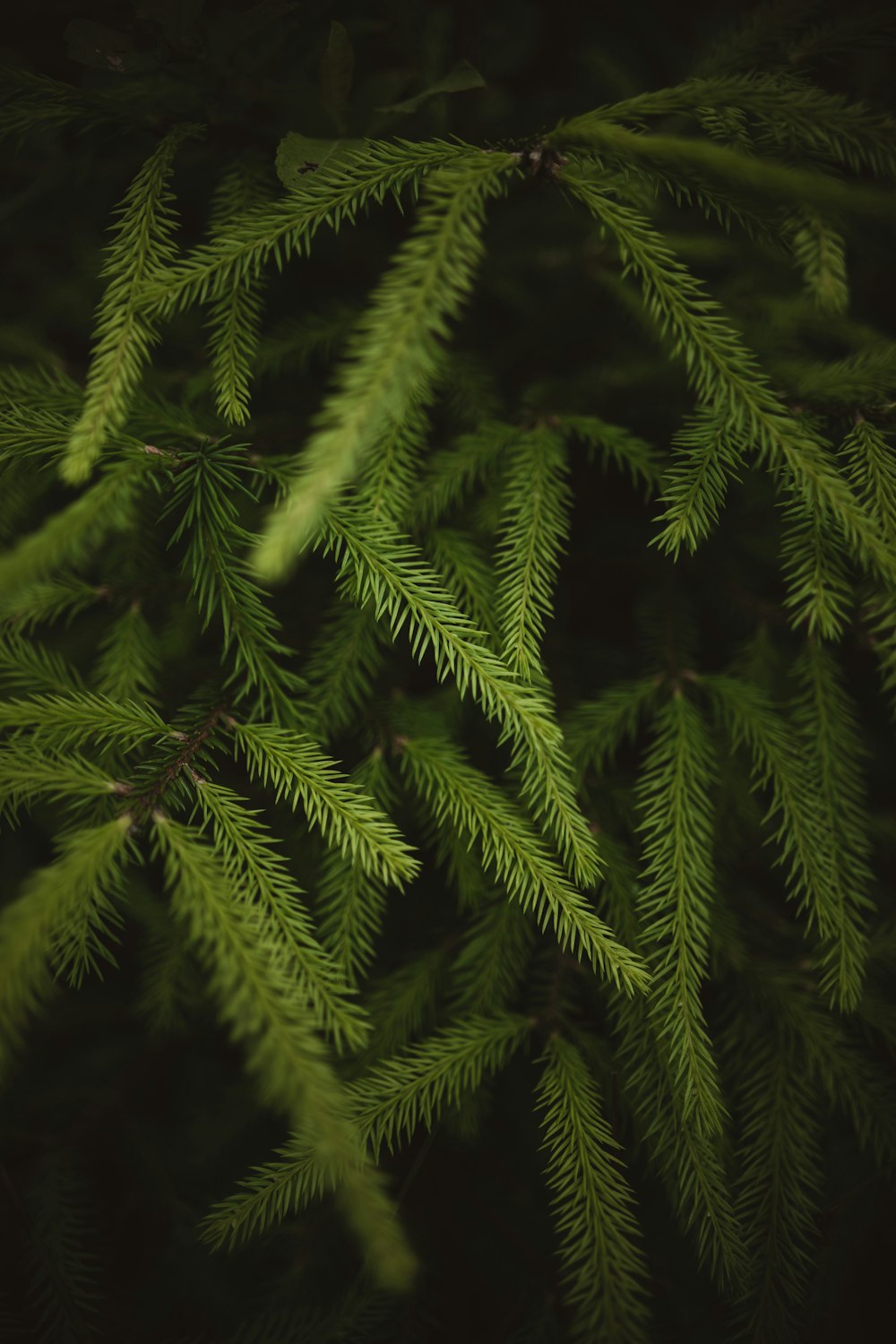 pinheiro verde