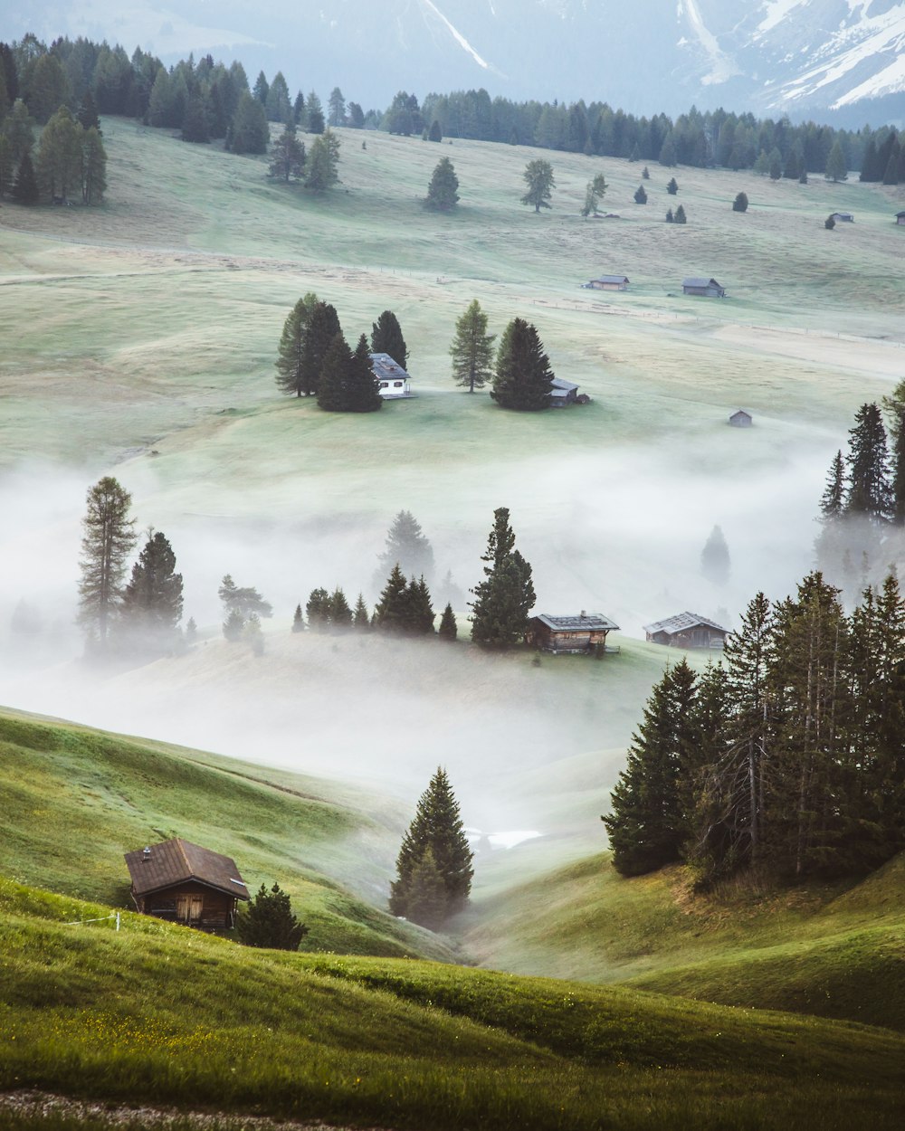 green pine trees