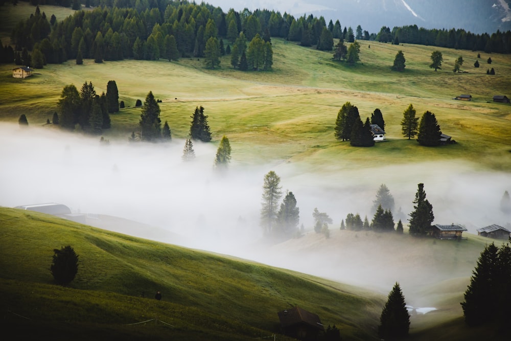 few houses in green field surrounded with green trees covered with fogs