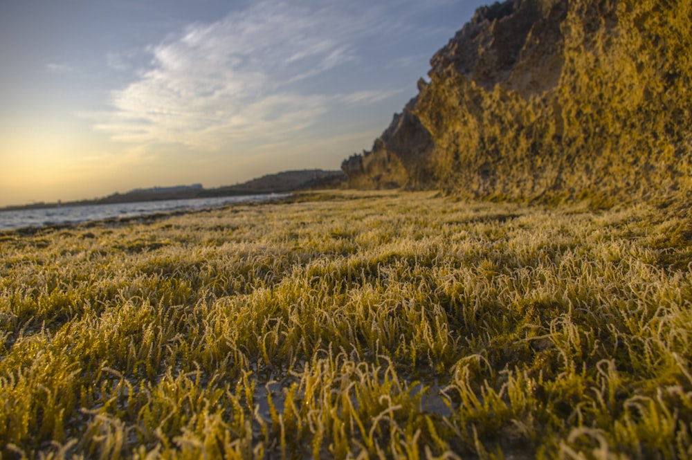 a grassy field next to a body of water