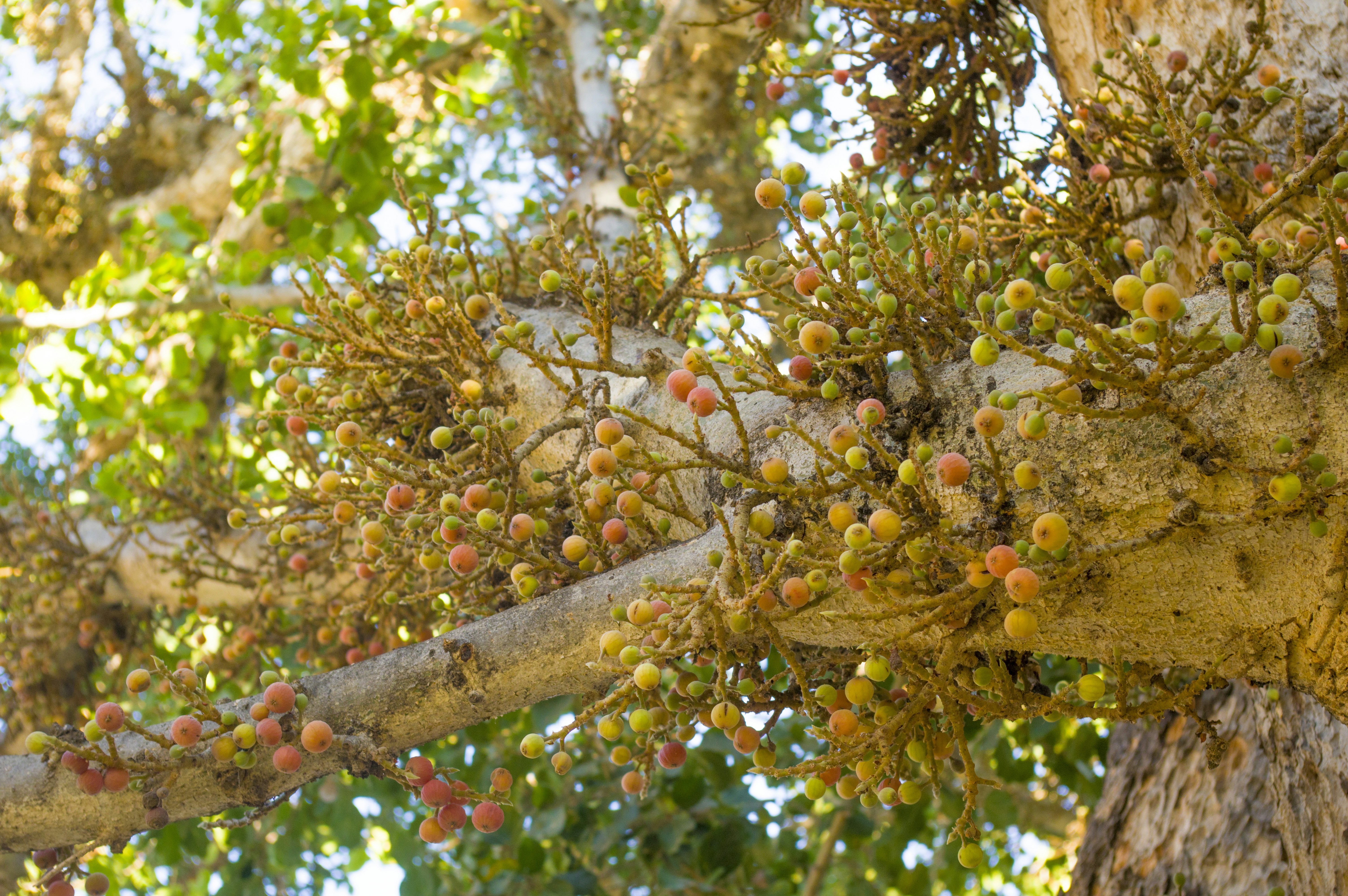green leafed tree during daytime, 