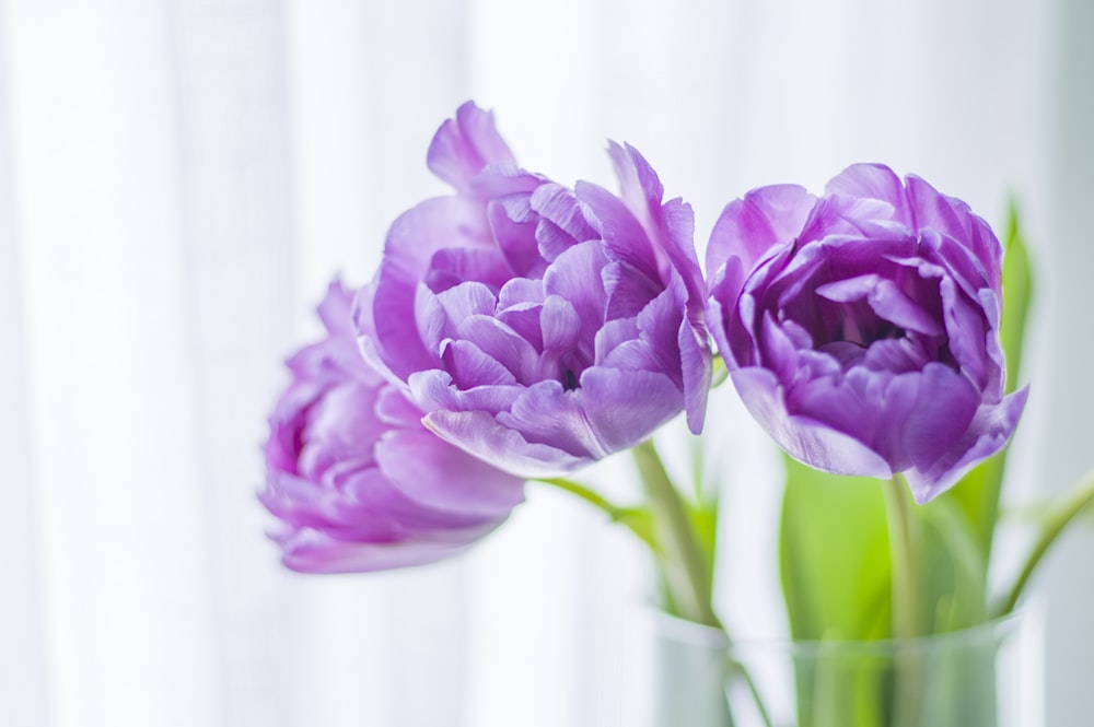 blooming purple tulip flowers