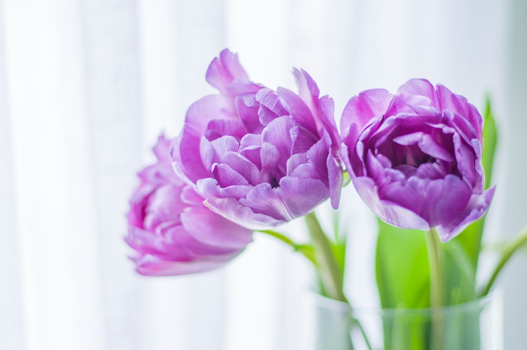 blooming purple tulip flowers