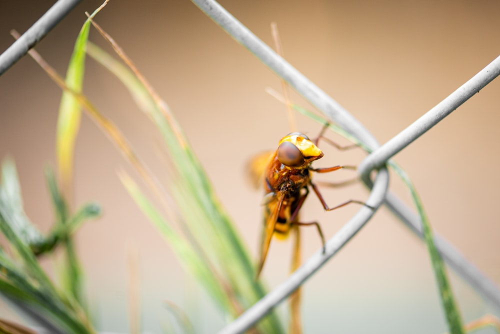 yellow winged insect