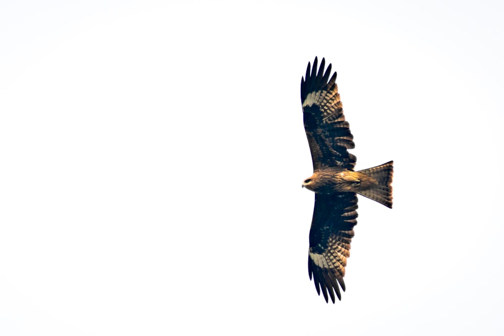 black and white eagle