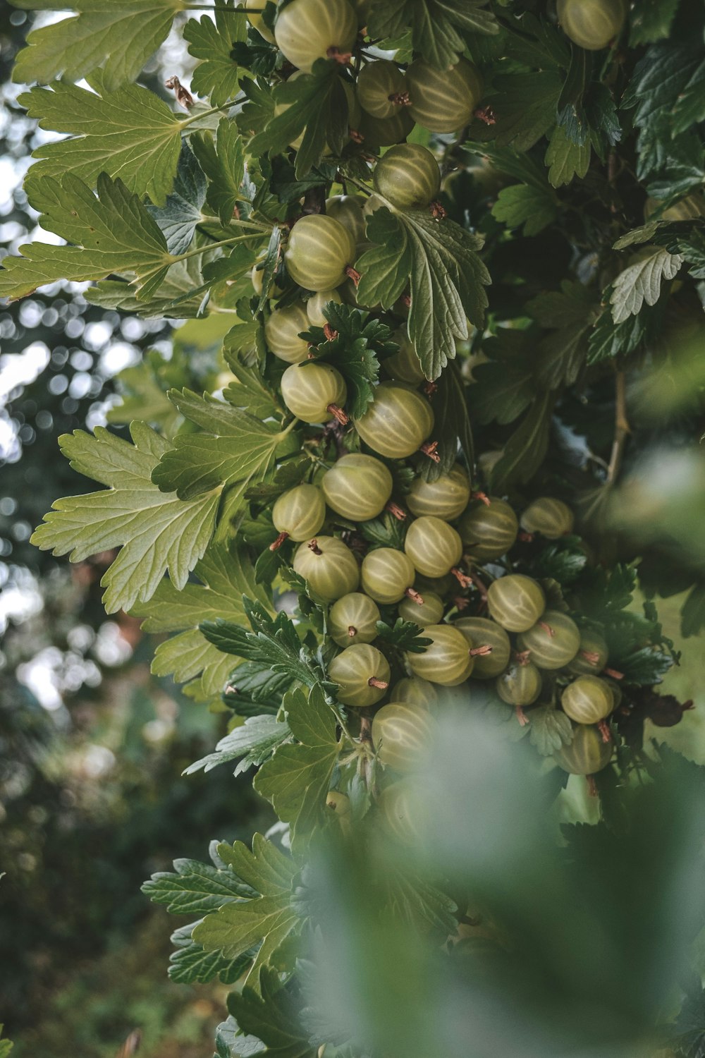 a bunch of green berries hanging from a tree