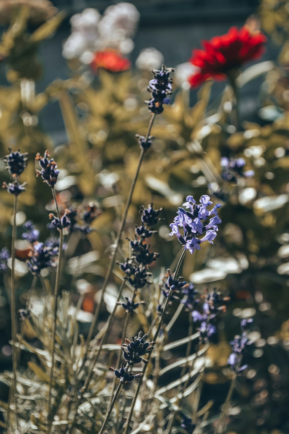 fleurs en grappe violettes