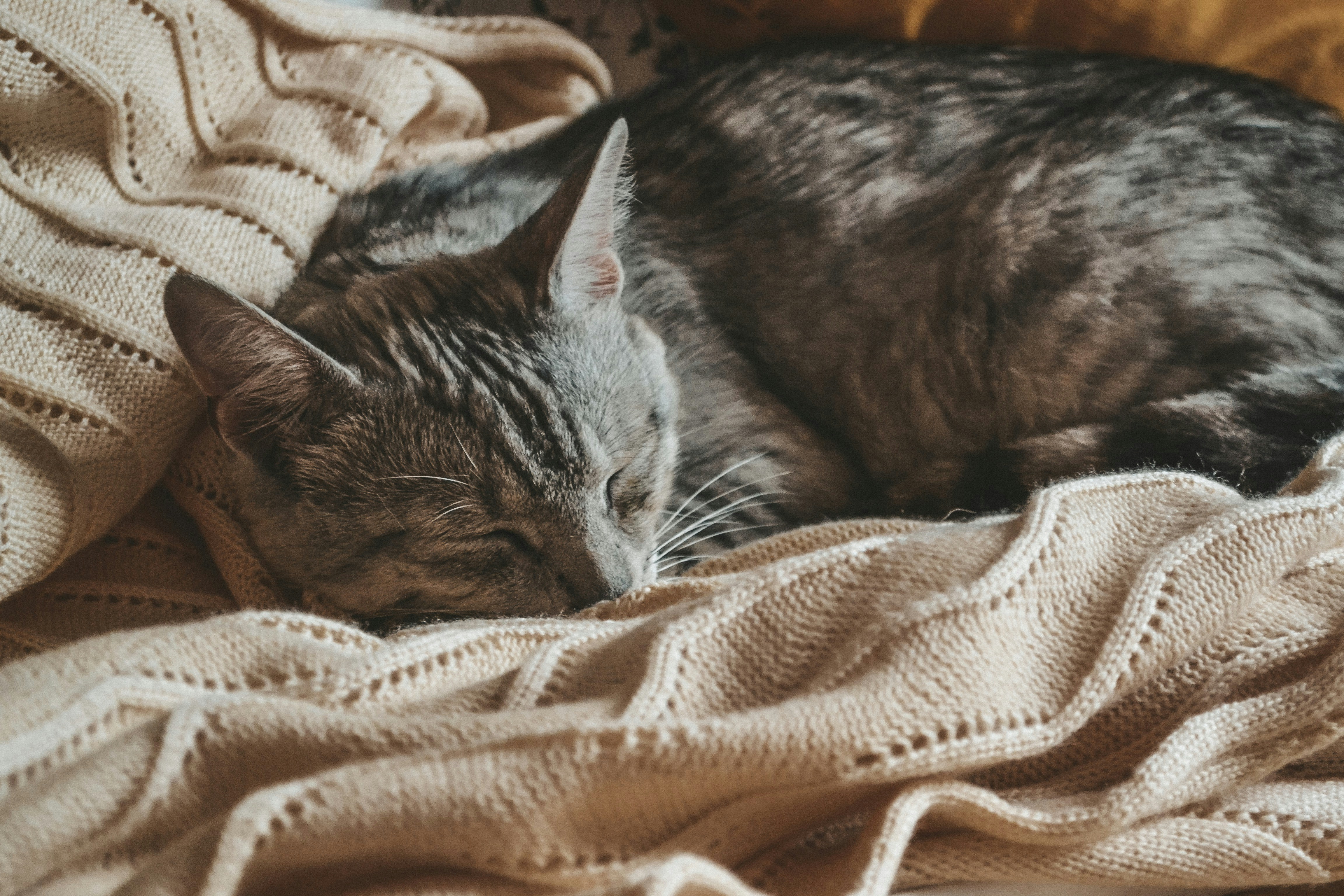 Make a Fort or Hideout Together (image credits: unsplash)