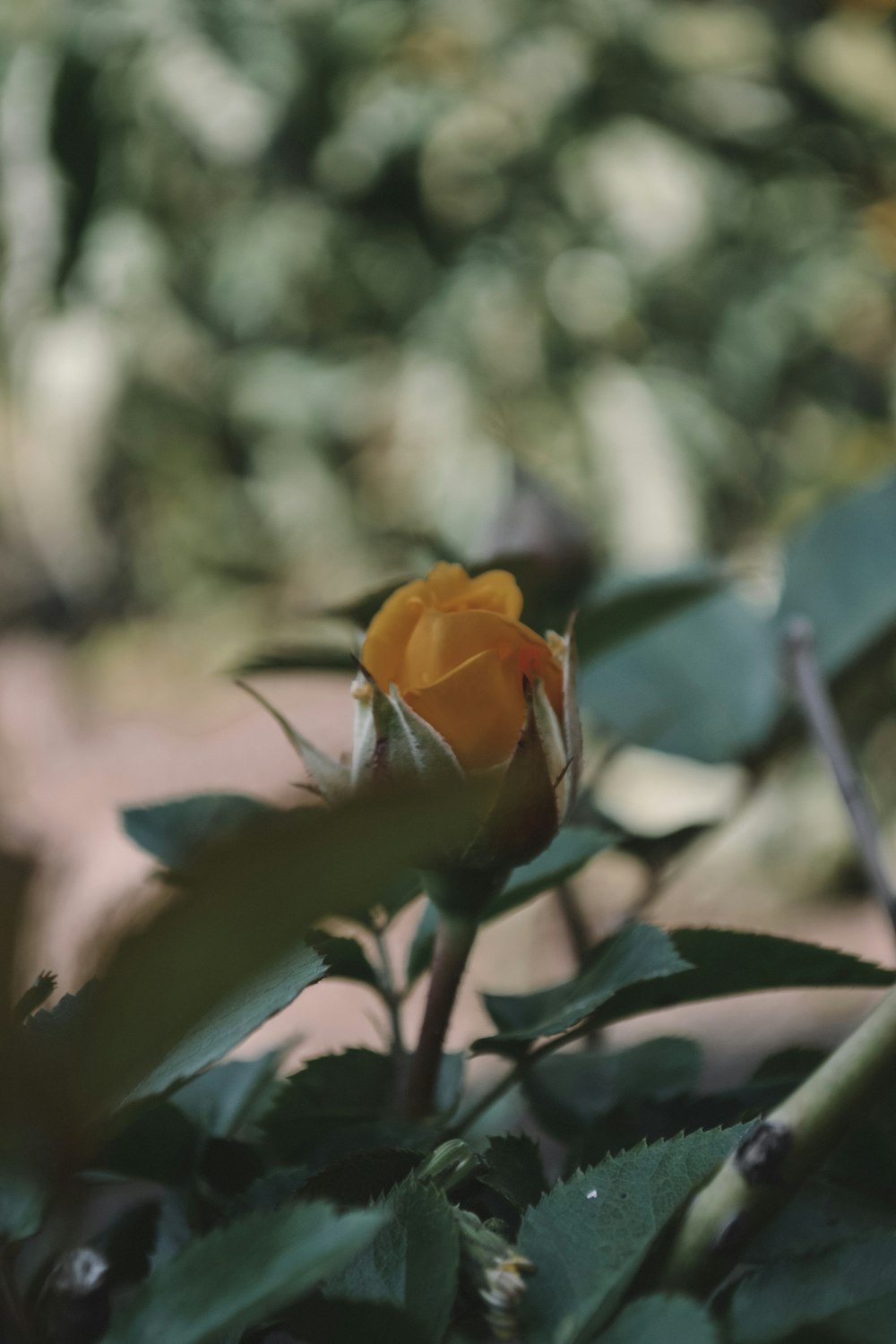 fleur à pétales jaunes