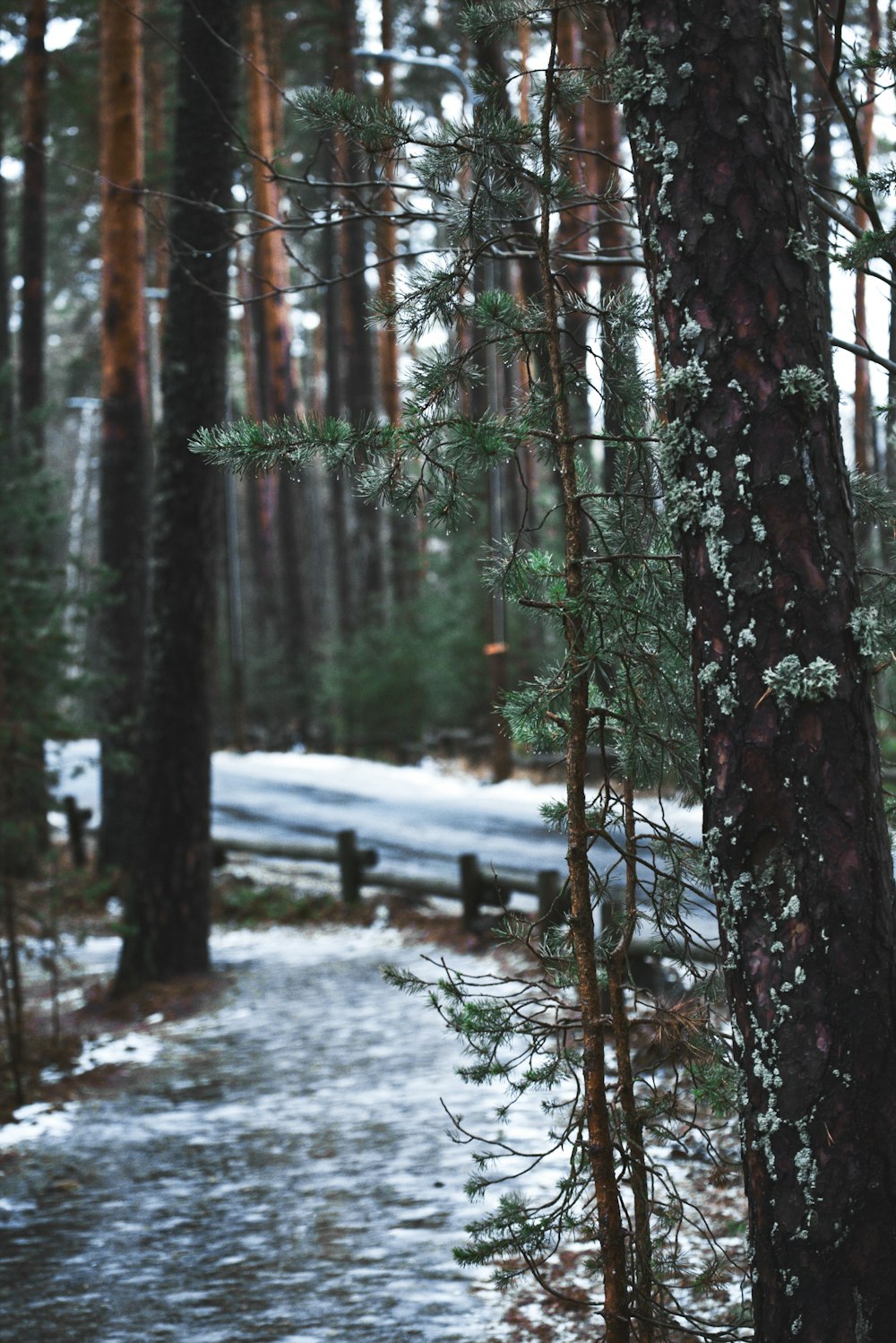 forest covered in snow