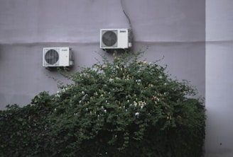green leafed plant with two clim station
