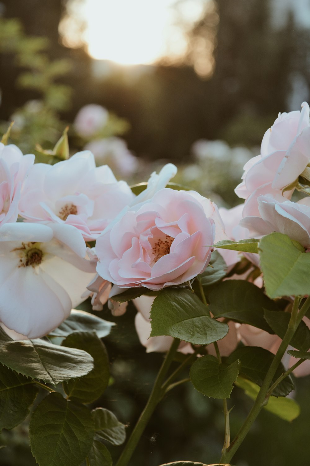 shallow focus photo of white and pink flowers