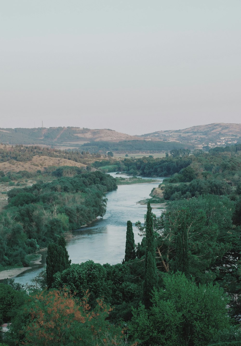 trees beside river