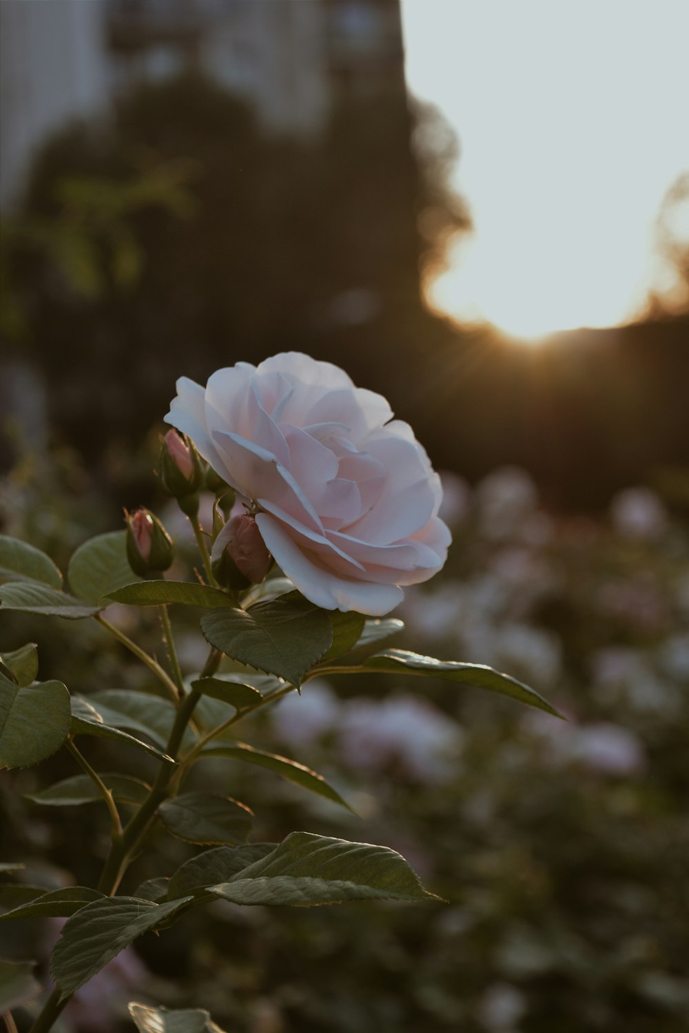 shallow focus photo of white flower