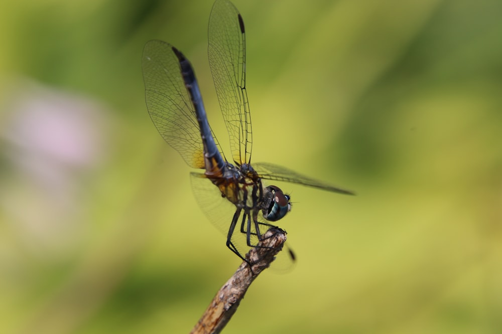 black flying insect