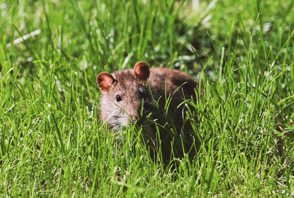 black rat on grass