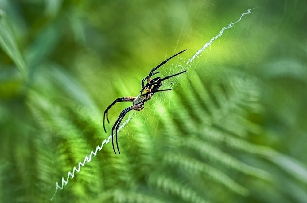 black spider